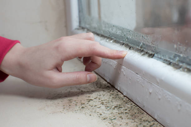 Best Black Mold Removal  in Due West, SC
