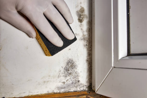  Due West, SC Mold Removal Pros